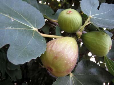 無花果 種|【初心者向け】イチジク（無花果）の育て方のポイン。